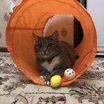 Подробнее об объявлении «Пропала кошка Москва» Фото: пропала кошка  «Пропала кошка Москва» в г. Москва