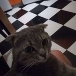 Подробнее об объявлении «Ставрополь Найден кот» Фото: найдена кошка Британская короткошерстная «Ставрополь Найден кот» в г. Ставрополь