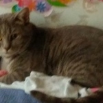 Подробнее об объявлении «Пропал кот    Москва» Фото: пропала кошка  «Пропал кот    Москва» в г. Москва