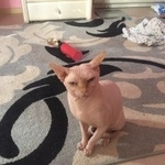 Подробнее об объявлении «Подольск Пропал кот канадский сфинкс» Фото: пропала кошка Канадский сфинкс «Подольск Пропал кот канадский сфинкс» в г. Подольск