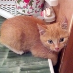 Подробнее об объявлении «Новосибирск Найдена кошка котенок (девочка) на затулинке» Фото: найдена кошка  «Новосибирск Найдена кошка котенок (девочка) на...» в г. Новосибирск