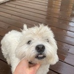 Подробнее об объявлении «Красноярск Найдена собака» Фото: найдена собака Вест хайленд уайт терьер «Красноярск Найдена собака» в г. Красноярск