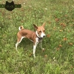 Подробнее об объявлении «Пропала собака Санкт-Петербург» Фото: пропала собака Басенджи «Пропала собака Санкт-Петербург» в г. Санкт-Петербург