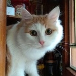 Подробнее об объявлении «Пропал кот Москва» Фото: пропала кошка  «Пропал кот Москва» в г. Москва