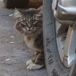 Подробнее об объявлении «Москва Найдена кошка» Фото: найдена кошка  «Москва Найдена кошка» в г. Москва