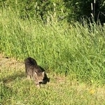 Подробнее об объявлении «Москва Найдена кошка кошечка на мосфильмовский улице» Фото: найдена кошка  «Москва Найдена кошка кошечка на мосфильмовский...» в г. Москва