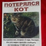 Подробнее об объявлении «Казань Пропала кошка» Фото: пропала кошка  «Казань Пропала кошка» в г. Казань