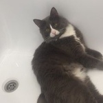 Подробнее об объявлении «Пропал кот серый кот с белой мордочкой Москва» Фото: пропала кошка  «Пропал кот серый кот с белой мордочкой Москва» в г. Москва