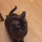 Подробнее об объявлении «Пропала кошка Москва» Фото: пропала кошка  «Пропала кошка Москва» в г. Москва