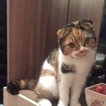 Подробнее об объявлении «Пропала кошка Москва» Фото: пропала кошка Скоттиш фолд (шотландская вислоухая) «Пропала кошка Москва» в г. Москва