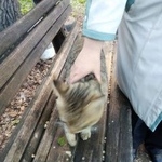 Подробнее об объявлении «Найдена кошка Комсомольск-на-Амуре» Фото: найдена кошка  «Найдена кошка Комсомольск-на-Амуре» в г. Комсомольск-на-Амуре