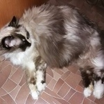 Подробнее об объявлении «Пропала кошка Омск» Фото: пропала кошка  «Пропала кошка Омск» в г. Омск