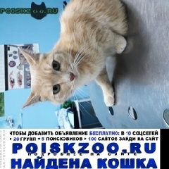 Подробнее об объявлении «Найден кот рыжий кот Королев» Фото: найдена кошка  «Найден кот рыжий кот Королев» в г. Королев