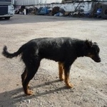 Подробнее об объявлении «Ижевск Пропала собака» Фото: пропала собака  «Ижевск Пропала собака» в г. Ижевск