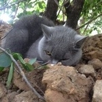 Подробнее об объявлении «Москва Найдена кошка» Фото: найдена кошка  «Москва Найдена кошка» в г. Москва