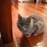 Подробнее об объявлении «Пропала кошка, улица веселая Москва» Фото: пропала кошка  «Пропала кошка, улица веселая Москва» в г. Москва