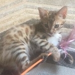 Подробнее об объявлении «Пропала кошка Москва» Фото: пропала кошка Бенгальская «Пропала кошка Москва» в г. Москва