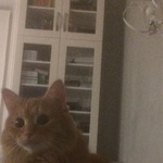 Подробнее об объявлении «Пропала кошка 17 июня Москва» Фото: пропала кошка Сибирская «Пропала кошка 17 июня Москва» в г. Москва