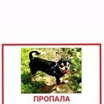 Подробнее об объявлении «Пропала собака кобель. чихуахуа. лет. есть клеймо Москва» Фото: пропала собака Чихуахуа «Пропала собака кобель. чихуахуа. лет. есть...» в г. Москва
