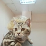 Подробнее об объявлении «Найден кот, д.елкибаево Уфа» Фото: найдена кошка  «Найден кот, д.елкибаево Уфа» в г. Уфа
