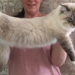 Подробнее об объявлении «Лобня Пропал кот» Фото: пропала кошка Невская маскарадная «Лобня Пропал кот» в г. Лобня