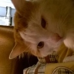 Подробнее об объявлении «Пропала кошка помогите  Ногинск» Фото: пропала кошка  «Пропала кошка помогите  Ногинск» в г. Ногинск