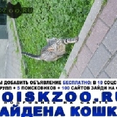 Подробнее об объявлении «Москва Найден кот» Фото: найдена кошка  «Москва Найден кот» в г. Москва