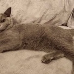 Подробнее об объявлении «Москва Найдена кошка белореченская 19. возможно выпала с окна» Фото: найдена кошка Британская короткошерстная «Москва Найдена кошка белореченская 19. возможно...» в г. Москва