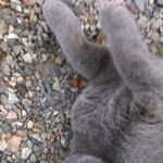 Подробнее об объявлении «Ставрополь Найдена кошка британская красотка» Фото: найдена кошка Британская короткошерстная «Ставрополь Найдена кошка британская красотка» в г. Ставрополь