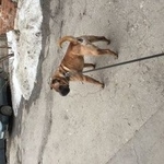 Подробнее об объявлении «Пропала собака кобель шарпей Самара» Фото: пропала собака Шар-пей «Пропала собака кобель шарпей Самара» в г. Самара