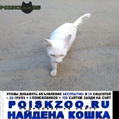 Подробнее об объявлении «Найдена кошка Волгоград» Фото: найдена кошка Турецкая ангора «Найдена кошка Волгоград» в г. Волгоград