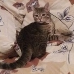 Подробнее об объявлении «Пропал кот Москва» Фото: пропала кошка  «Пропал кот Москва» в г. Москва