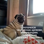 Подробнее об объявлении «Пропала собака кобель мопс декстер Щелково» Фото: пропала собака Мопс «Пропала собака кобель мопс декстер Щелково» в г. Щелково