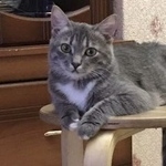 Подробнее об объявлении «Пропала кошка Москва» Фото: пропала кошка  «Пропала кошка Москва» в г. Москва