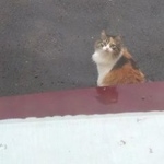 Подробнее об объявлении «Пропала кошка Томск» Фото: пропала кошка  «Пропала кошка Томск» в г. Томск