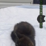 Подробнее об объявлении «Москва Найдена кошка котенок» Фото: найдена кошка  «Москва Найдена кошка котенок» в г. Москва