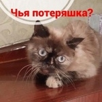 Подробнее об объявлении «Найдена кошка Ростов-на-Дону» Фото: найдена кошка Австралийская пастушья собака «Найдена кошка Ростов-на-Дону» в г. Ростов-на-Дону