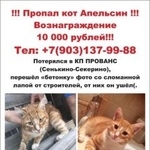 Подробнее об объявлении «Пропал кот новая (сенькино-секерино) Москва» Фото: пропала кошка  «Пропал кот новая (сенькино-секерино) Москва» в г. Москва