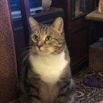 Подробнее об объявлении «Пропал кот 19 июня Москва» Фото: пропала кошка  «Пропал кот 19 июня Москва» в г. Москва