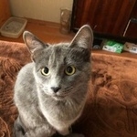 Подробнее об объявлении «Пропала кошка чкалова Оренбург» Фото: пропала кошка  «Пропала кошка чкалова Оренбург» в г. Оренбург