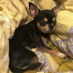 Подробнее об объявлении «Пропала собака. чихуахуа Королев» Фото: пропала собака Чихуахуа «Пропала собака. чихуахуа Королев» в г. Королев