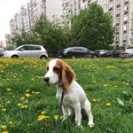 Подробнее об объявлении «Пропала собака кобель Тверь» Фото: пропала собака Русский охотничий спаниель «Пропала собака кобель Тверь» в г. Тверь