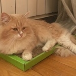 Подробнее об объявлении «Екатеринбург Пропал кот жби» Фото: пропала кошка  «Екатеринбург Пропал кот жби» в г. Екатеринбург