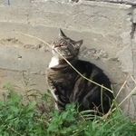 Подробнее об объявлении «Пропала кошка в снт шихово одинцовский р-н мо. Звенигород» Фото: пропала кошка  «Пропала кошка в снт шихово одинцовский р-н мо....» в г. Звенигород