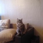 Подробнее об объявлении «Пропала кошка Санкт-Петербург» Фото: пропала кошка  «Пропала кошка Санкт-Петербург» в г. Санкт-Петербург