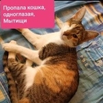 Подробнее об объявлении «Пропала кошка одноглазая Мытищи» Фото: пропала кошка  «Пропала кошка одноглазая Мытищи» в г. Мытищи