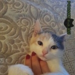 Подробнее об объявлении «Пропала кошка трехцветная Москва» Фото: пропала кошка  «Пропала кошка трехцветная Москва» в г. Москва