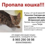 Подробнее об объявлении «Пропала кошка Истра» Фото: пропала кошка Бенгальская «Пропала кошка Истра» в г. Истра