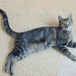 Подробнее об объявлении «Москва Найден котик на ул. дубнинская, дом 32» Фото: найдена кошка Европейская короткошерстная «Москва Найден котик на ул. дубнинская, дом 32» в г. Москва