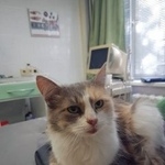 Подробнее об объявлении «Пропала кошка пожилая кошка Москва» Фото: пропала кошка  «Пропала кошка пожилая кошка Москва» в г. Москва